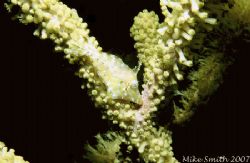 Found this little guy on a night dive in the Bahamas. So ... by Mike Smith 